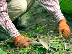 homme qui désherbe un jardin avec une bêche